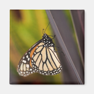 Monarch Butterfly on Agave Magnet