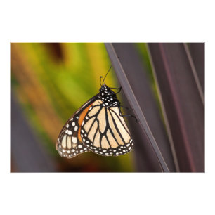 Monarch Butterfly on Agave Photo Print