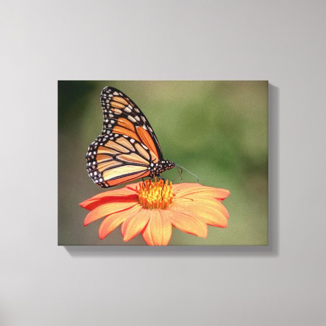 Monarch Butterfly on an orange flower Canvas Print (Front)