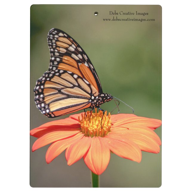 Monarch Butterfly on an orange flower Clipboard (Back)