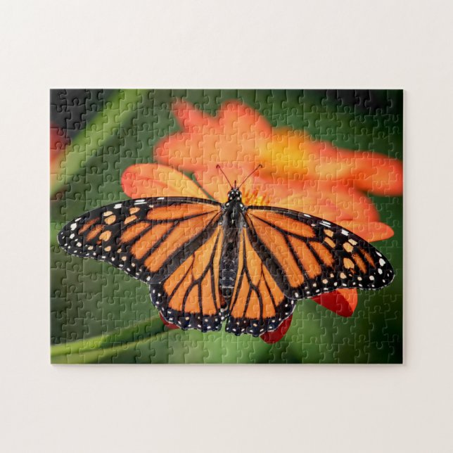 Monarch Butterfly on an orange flower Jigsaw Puzzle (Horizontal)
