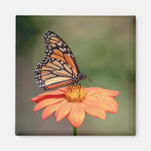Monarch Butterfly on an orange flower Magnet