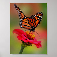 Monarch Butterfly on Bright Pink Zinnia