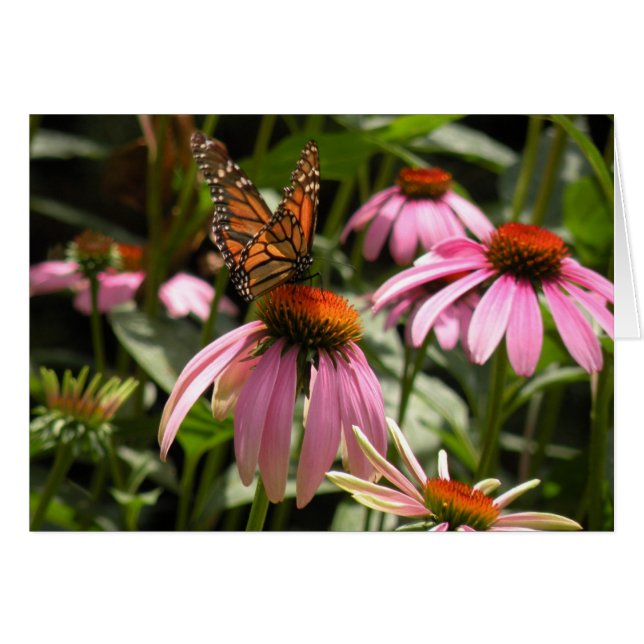 Monarch Butterfly on Coneflower (Front Horizontal)