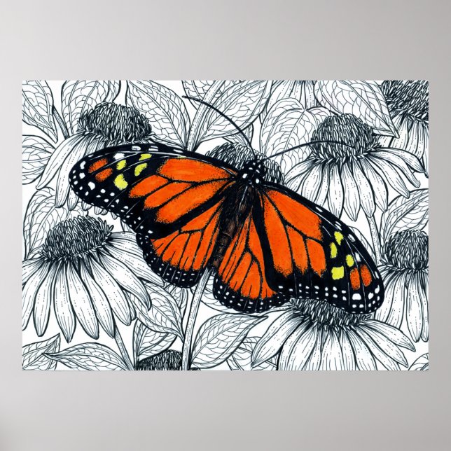 Monarch butterfly on coneflowers poster (Front)