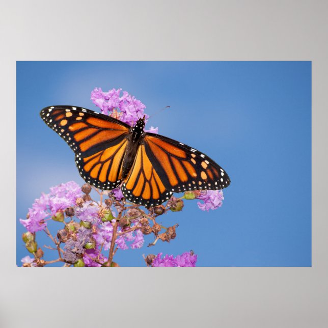 Monarch Butterfly on Crape Myrtle Poster (Front)