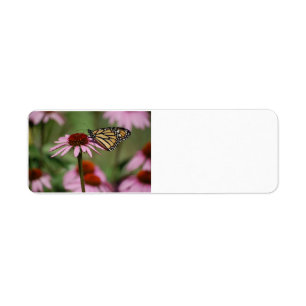 Monarch Butterfly on Flower