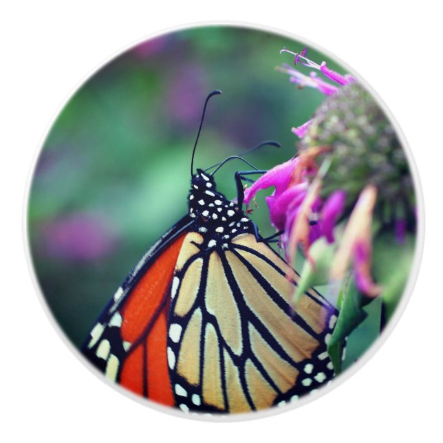 Monarch Butterfly On Flower Close Up  Ceramic Knob (Front)
