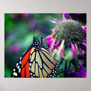 Monarch Butterfly On Flower Close Up Poster