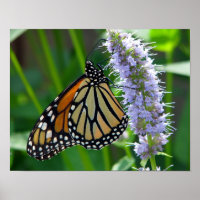 Monarch Butterfly on flower
