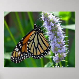 Monarch Butterfly on flower Poster