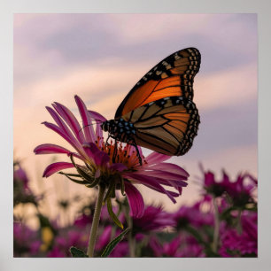 Monarch Butterfly on Flower Poster