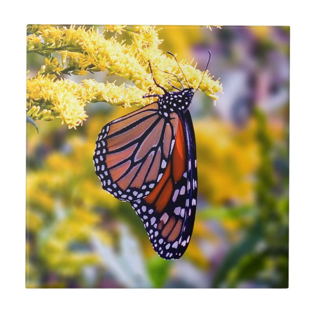 Monarch Butterfly on Goldenrod Ceramic Photo Tile (Front)
