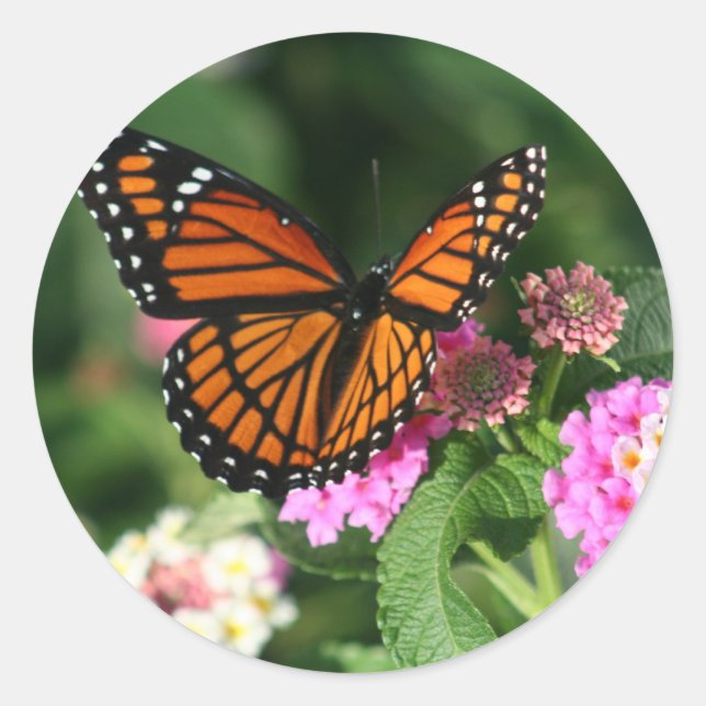 Monarch Butterfly on Lantana Flower Classic Round Sticker (Front)