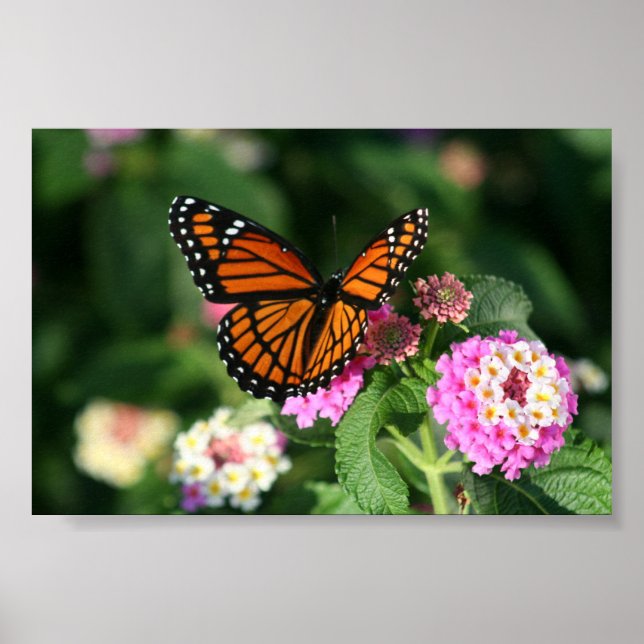 Monarch Butterfly on Lantana Flower Poster (Front)