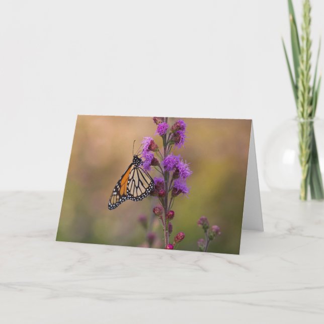 Monarch butterfly on liatris card (Front)