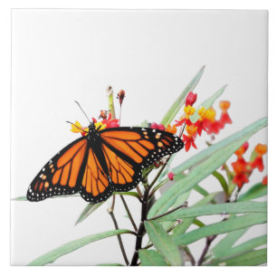 Monarch Butterfly on Milkweed Blooms, on White  Tile