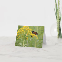 Monarch Butterfly on Milkweed in a Feild