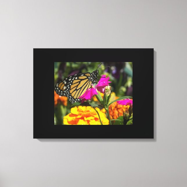 Monarch Butterfly on pink marigold Canvas Print (Front)