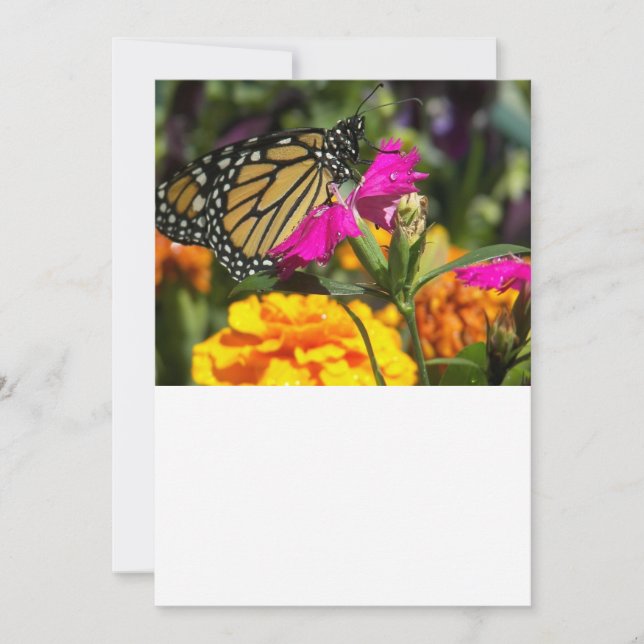 Monarch Butterfly on pink Marigold Card (Front)