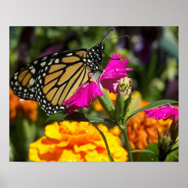 Monarch butterfly on pink marigold-poster poster (Front)