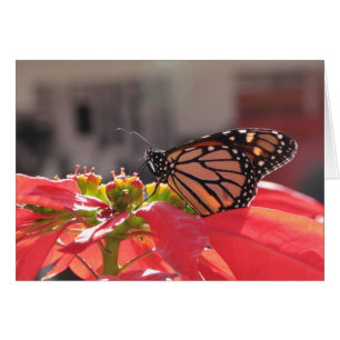 Monarch Butterfly on Poinsettia