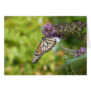 Monarch Butterfly on Purple Butterfly Bush