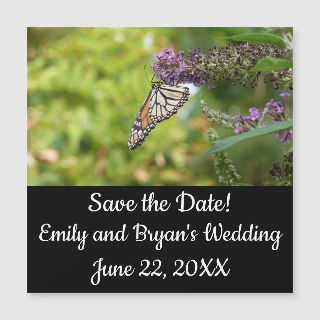 Monarch Butterfly on Purple Butterfly Bush (Front)