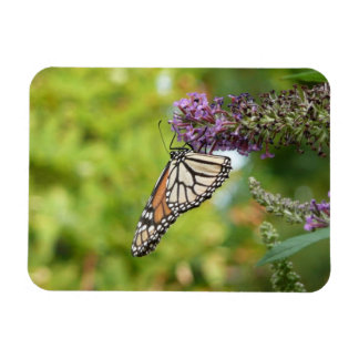 Monarch Butterfly on Purple Butterfly Bush Magnet