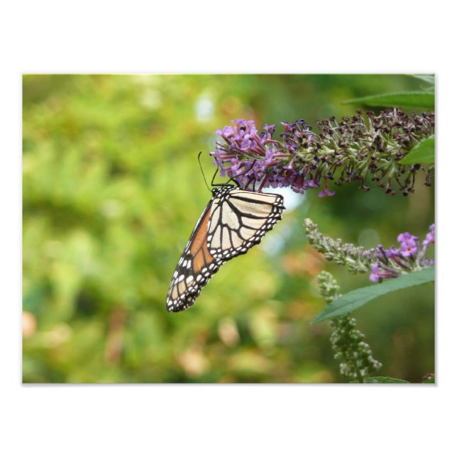 Monarch Butterfly on Purple Butterfly Bush Photo Print (Front)