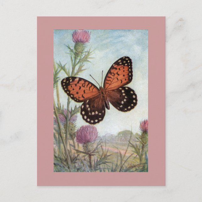 Monarch Butterfly on Purple Clover Postcard (Front)