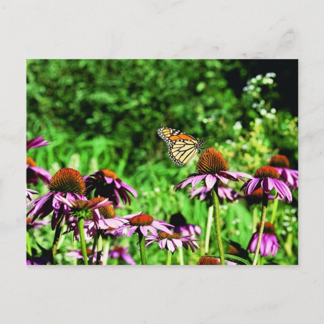 Monarch butterfly on purple prairie coneflower postcard (Front)