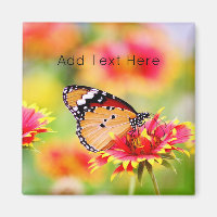 Monarch Butterfly on Red and Yellow Flower