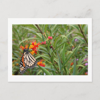 Monarch butterfly on red orange flower plant postcard