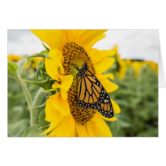 Monarch Butterfly on Sunflower Notecard (Front Horizontal)