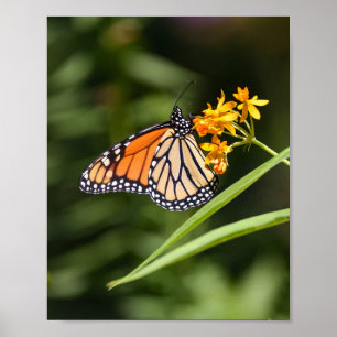 Monarch Butterfly on Tropical Milkweed Flowers Poster