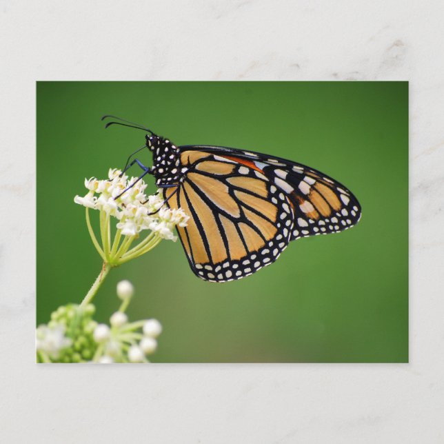 Monarch Butterfly on White Swamp Milkweed Flower Postcard (Front)