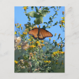 Monarch Butterfly On Yellow Wildflowers Postcard