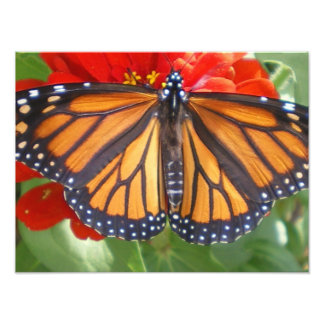 Monarch Butterfly on Zinnia Photo Print