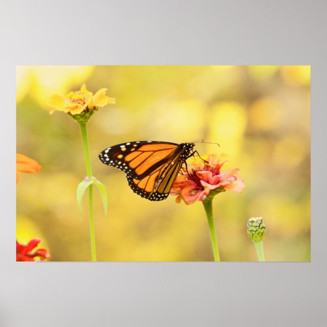 Monarch Butterfly on Zinnia Poster (Front)