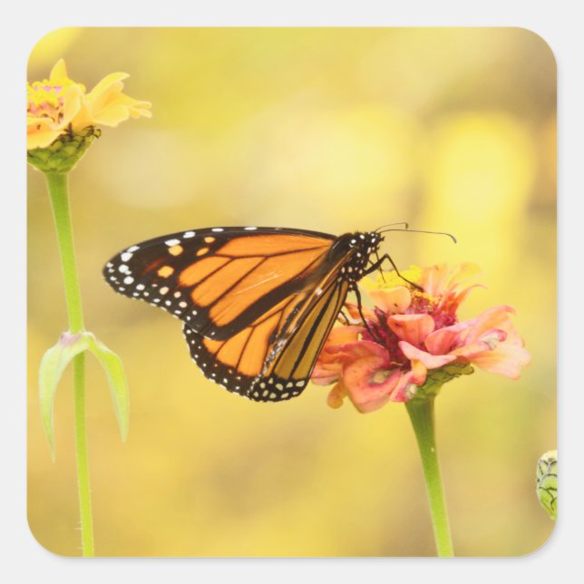 Monarch Butterfly on Zinnia Square Sticker (Front)