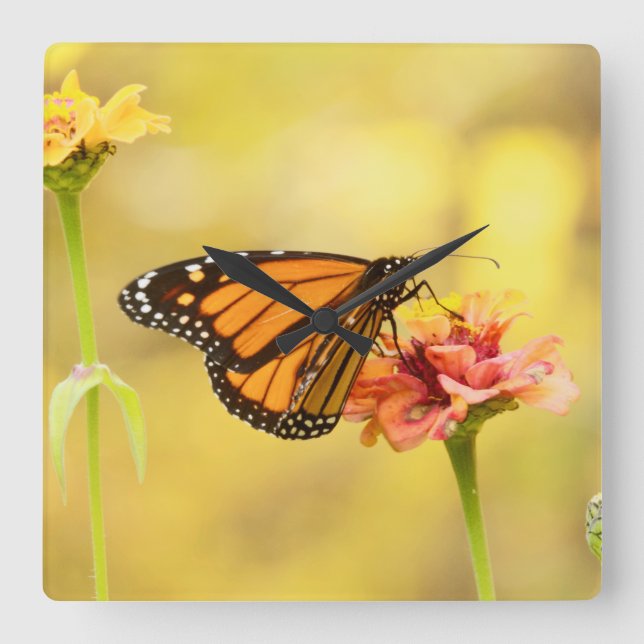 Monarch Butterfly on Zinnia Square Wall Clock (Front)