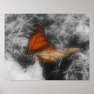 Monarch Butterfly Partial Colour Poster