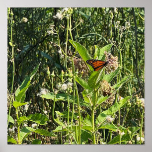 Monarch Butterfly Photo Poster