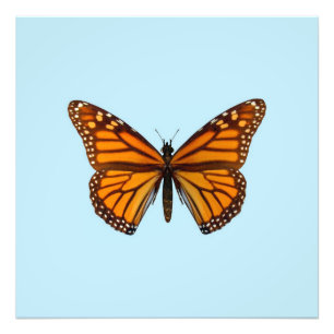 Monarch Butterfly Photo Print