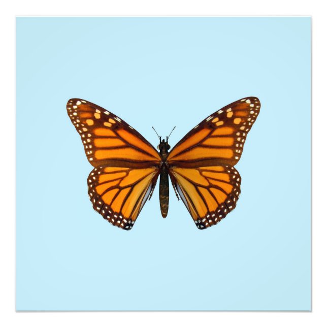Monarch Butterfly Photo Print (Front)