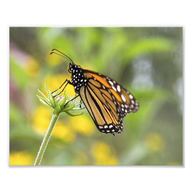 Monarch Butterfly Photo Print (Front)