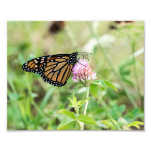 Monarch Butterfly Photo Print