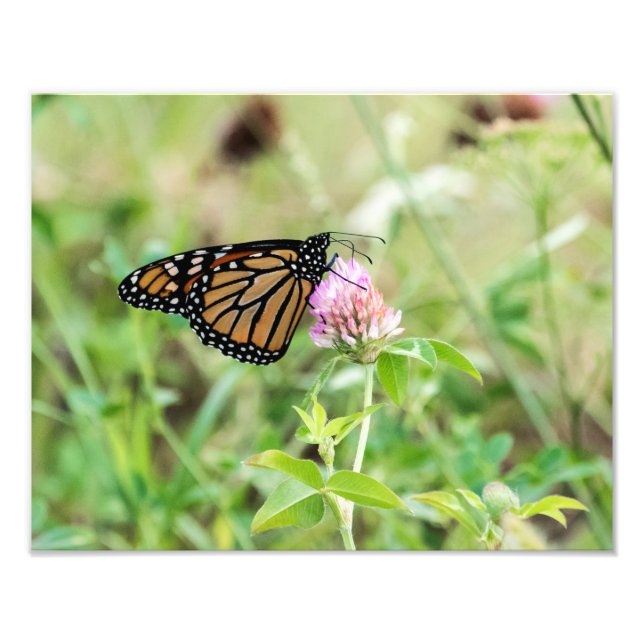 Monarch Butterfly Photo Print (Front)