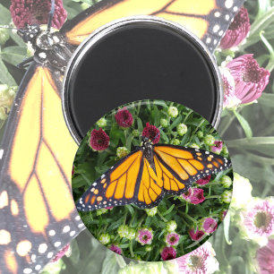 Monarch Butterfly Photographic Magnet